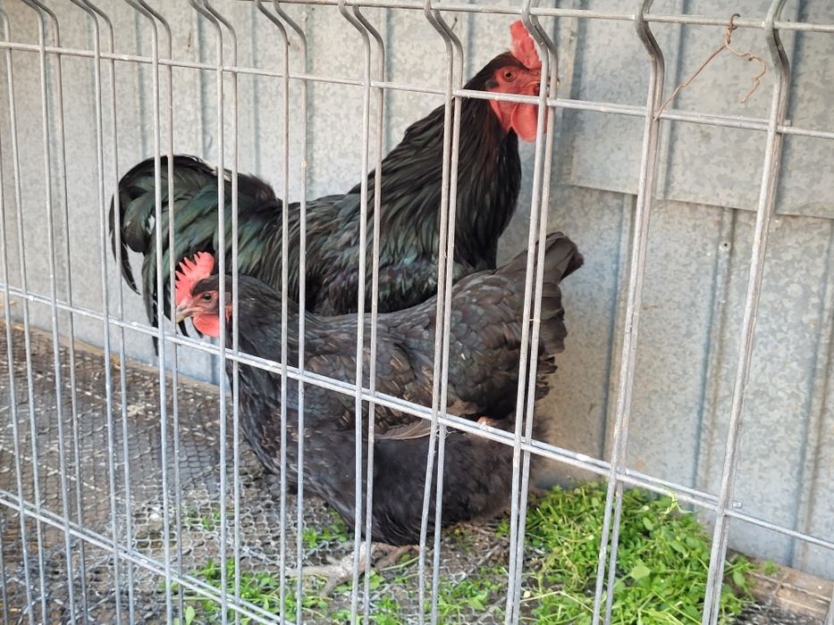 Pereche Pasari australorp