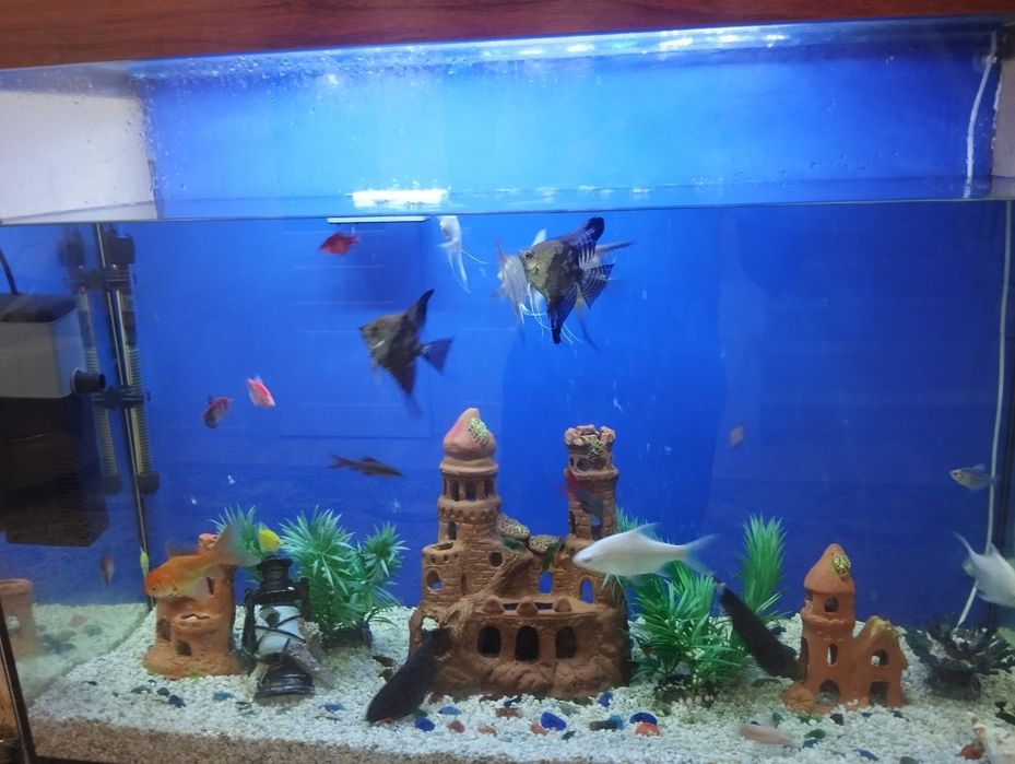 Аквариум срочно сотилади