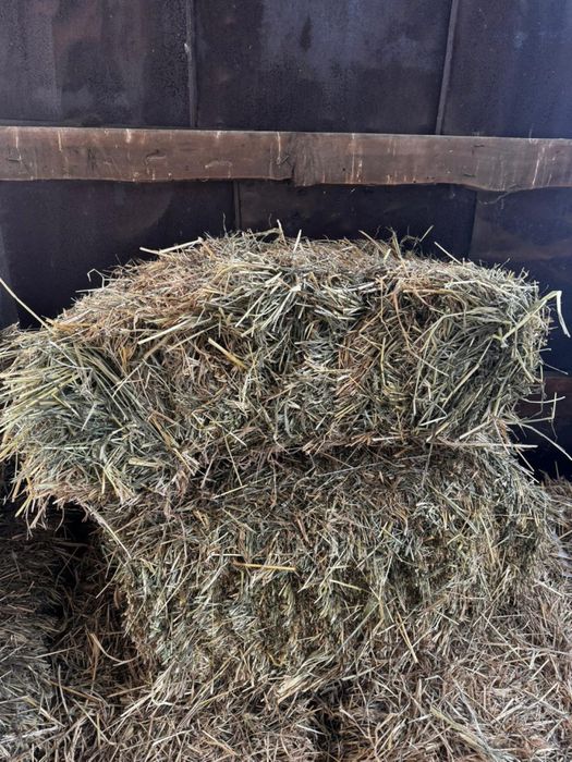 Продаеться сено 1500Тг