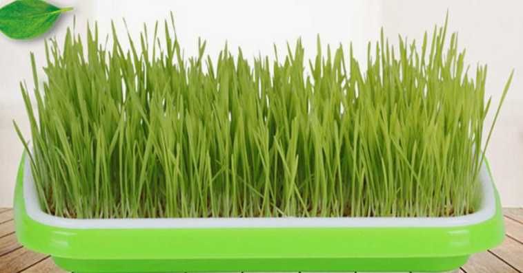 Гидропоника (ундурилган бугдой) сотилади. Буюртма асосида тайёрлаш...