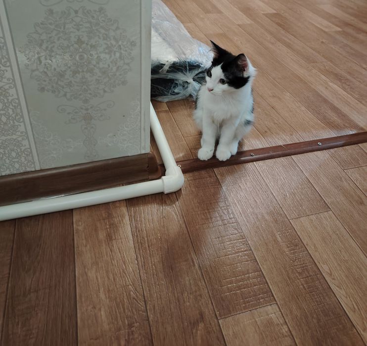 Отдам в добрые руки котят