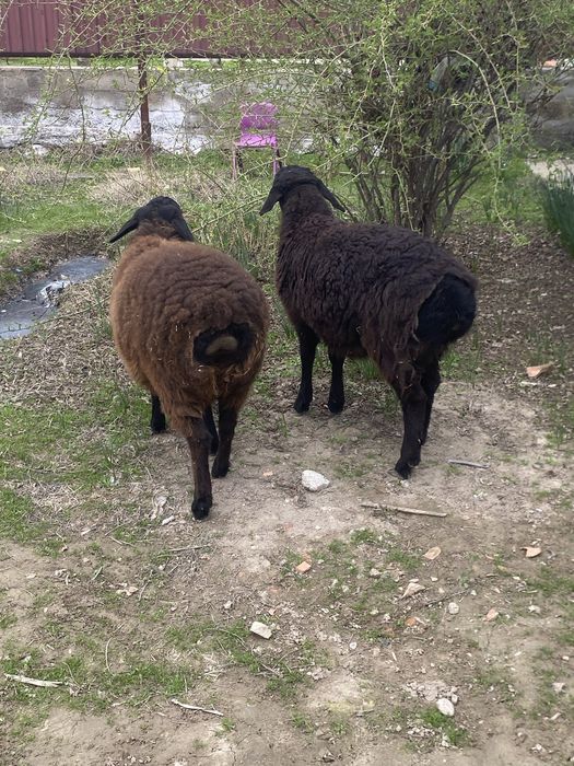 Продаю баранов срочно