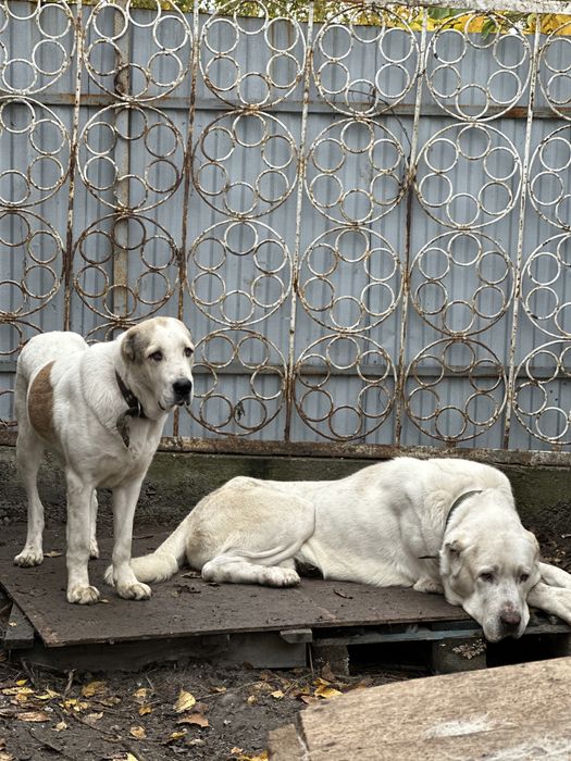 Продам суку алабая