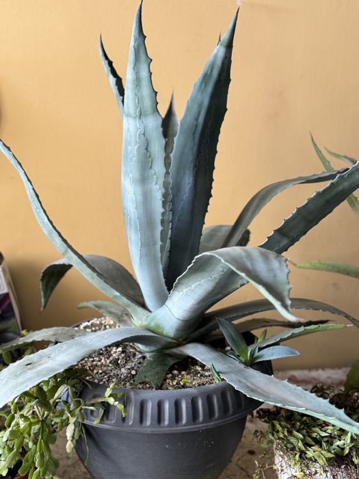 Aloe vera ghiveci mare  adusa din Croatia