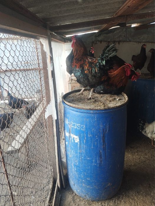 питухи 5 шт молодые Атырау.