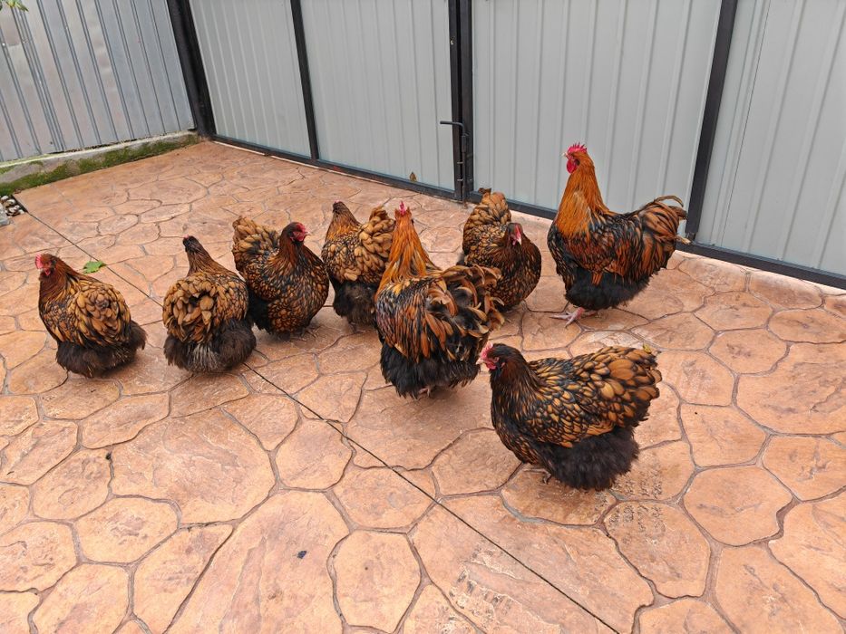 Găini Orpington auriu