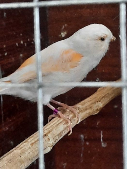 Продам канарейка самка.