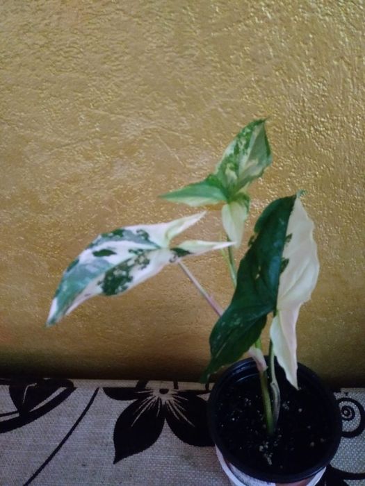 Комнатные цветы: сингониум, эхинопсис, каланхоэ.