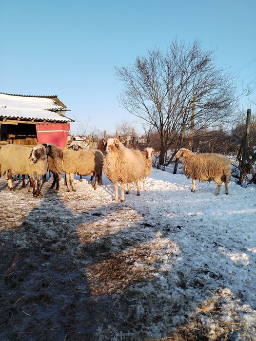 Vând oii de rasă