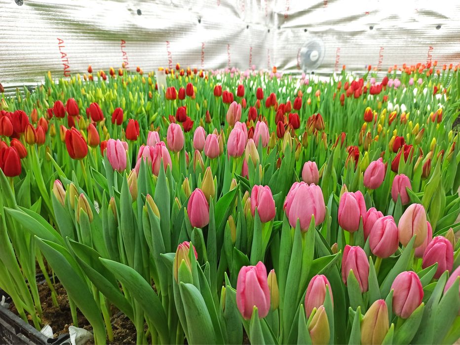 Тюльпаны оптом с теплицы