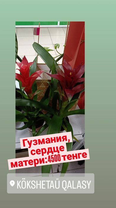 Гузмания, сердце матери:4500 тенге