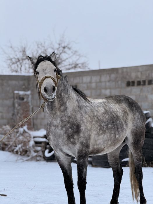 Продается Жеребец Орловец