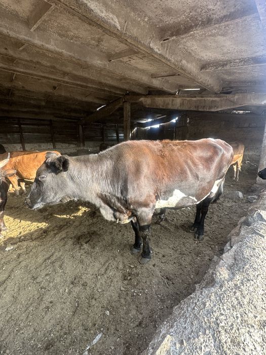 Продам 8голов крс и 4 теленка