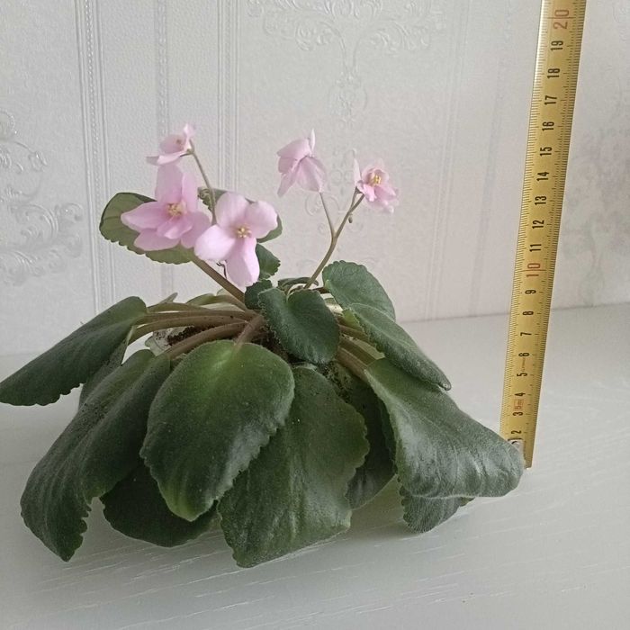 продам цветок Фиалку