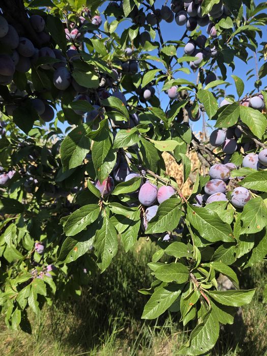 Prune pentru țuică