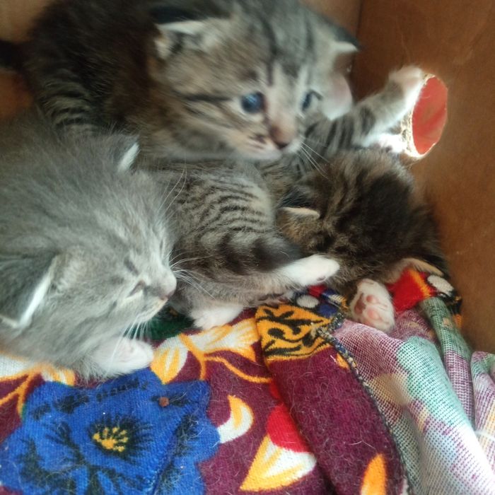 Мушукчала 1 ойлик