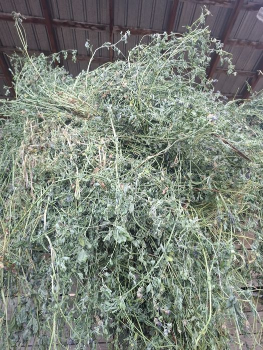 Продам клевер (жоңышқа) сатылады