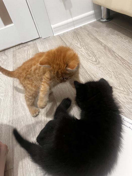 Отдам милых котят