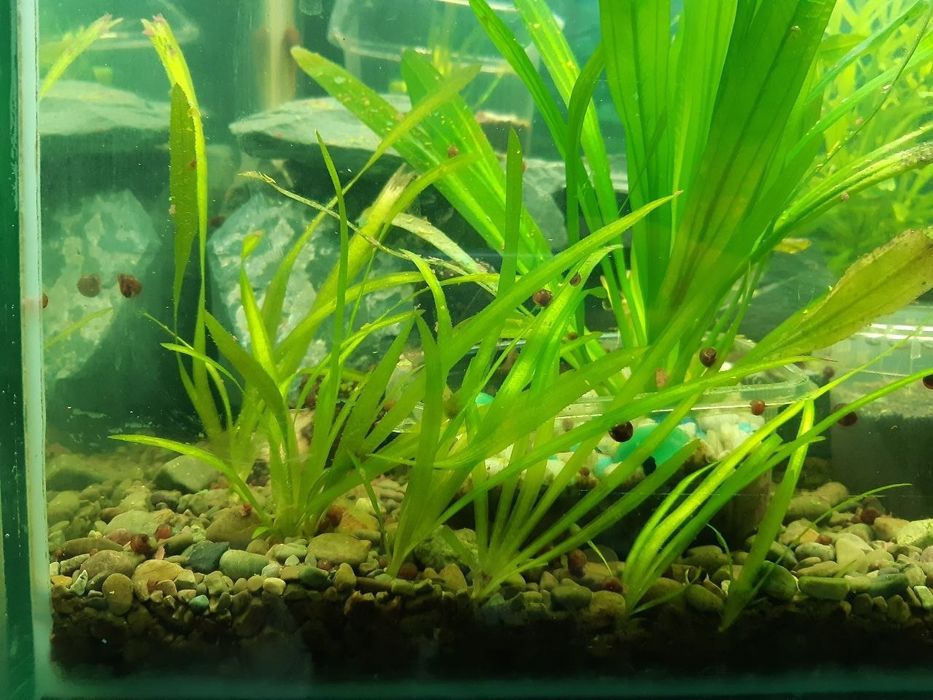 Продам или обменяю Валлиснерия Обыкновенная