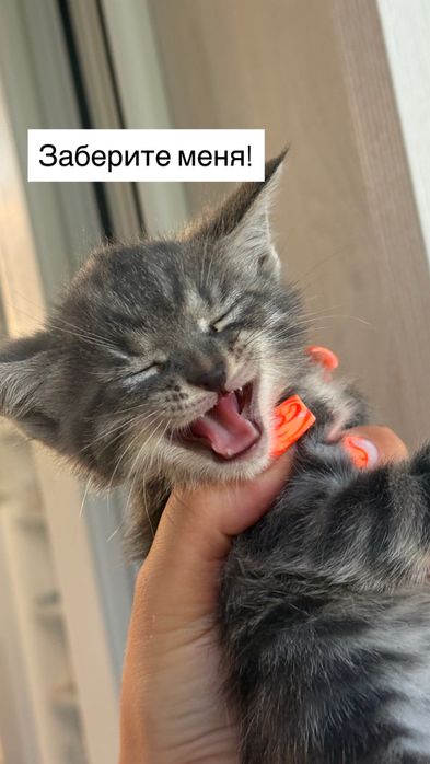 Котята домашние, мать крысылов