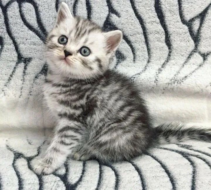 Серебристые Тигрята