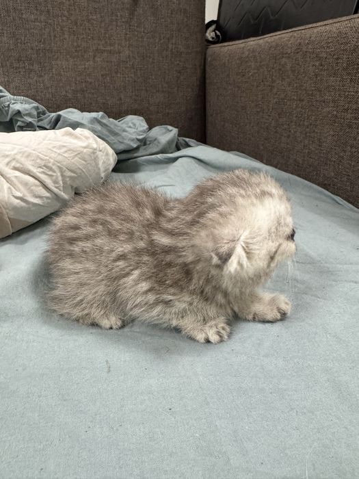Котята шотландские