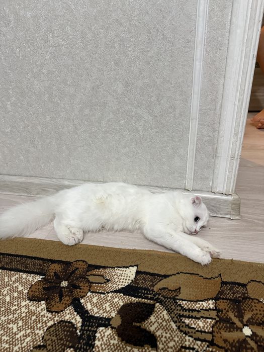Шотландық бүктелген құлақты -Scottish fold