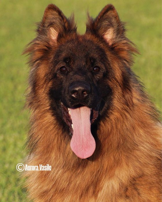 Mascul par lung cu pedigree top