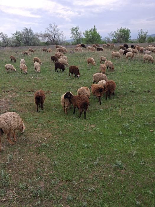 Тоқтылар еркек ұрғашы аралас