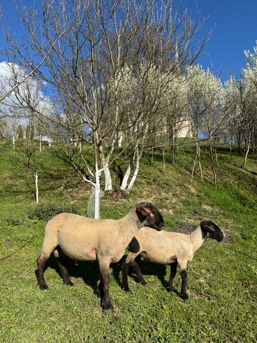 De vanzare un berbecuti suffolk