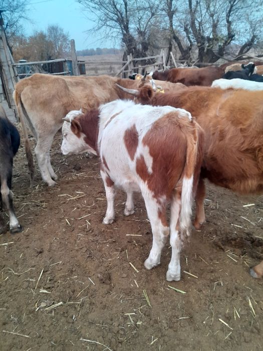 Ішіне порно түскені таң қалды