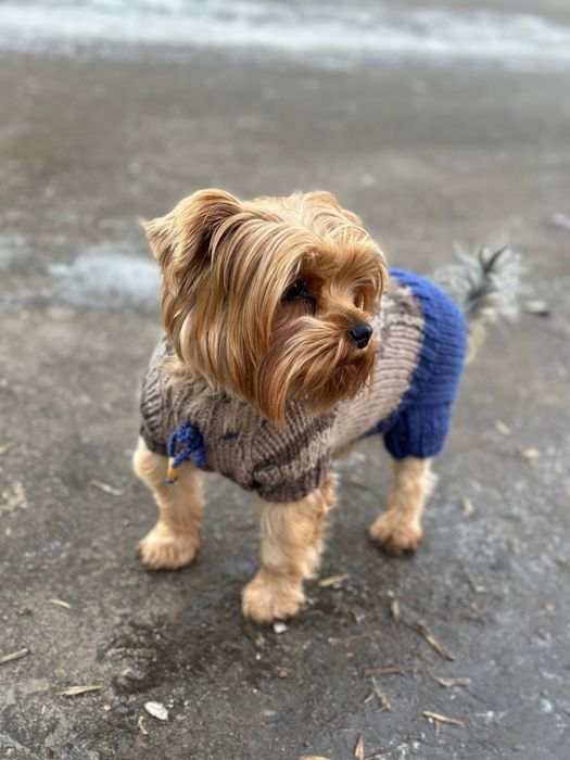 Вязаная одежда для кошек и собак