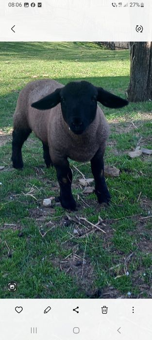 Miei suffolk de vânzare