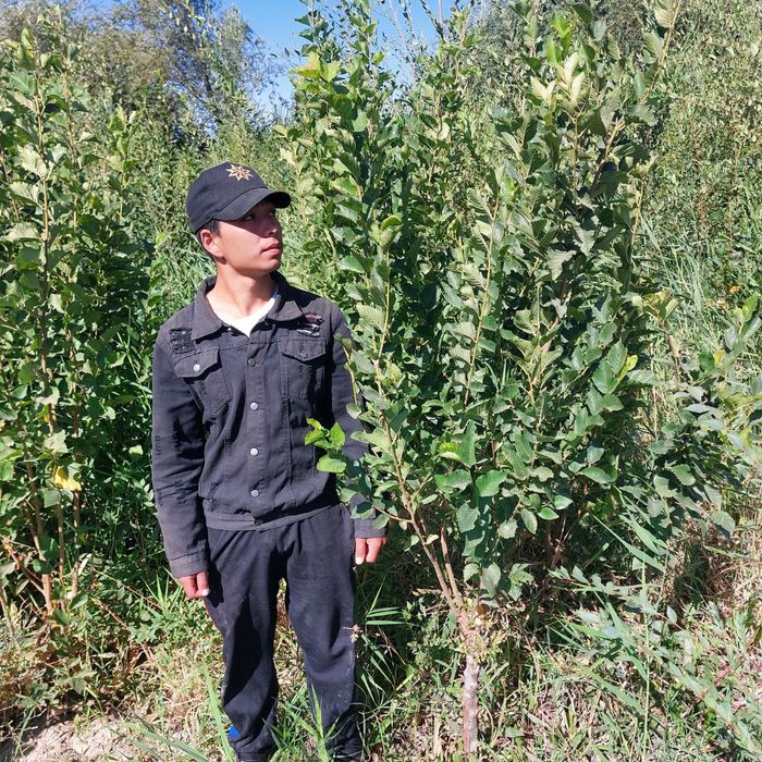 Manzarali daraxtlar tez va arzon narxlarda sotiladi