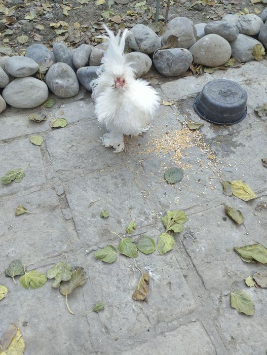 Продаётся молодые Бетнамки