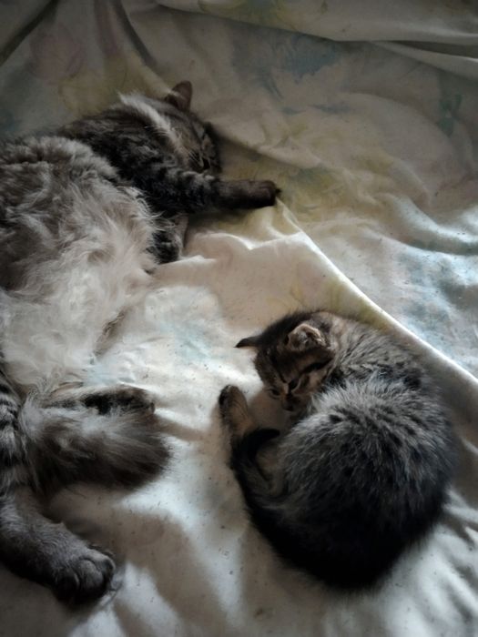 Отдам даром кошечку