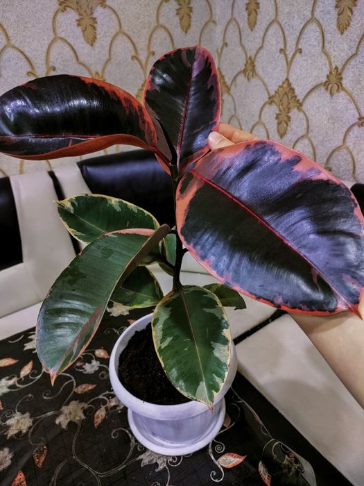 Домашние растения, доставка