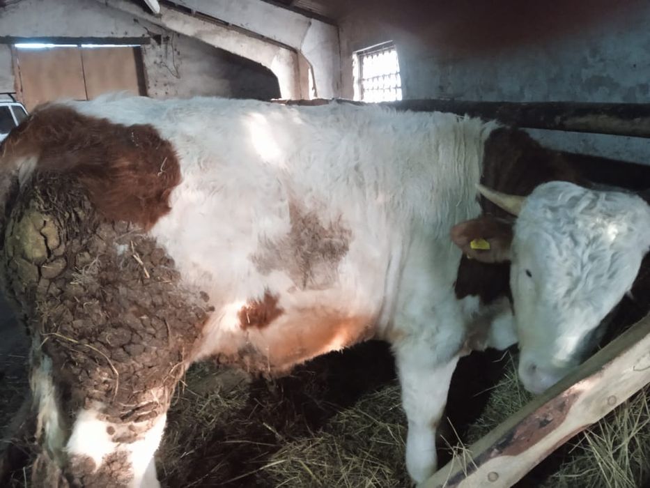 Продам быков Симментальской породы