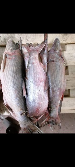 Продаем Жерих крупный