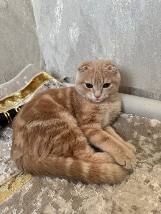 Кошка шотланский