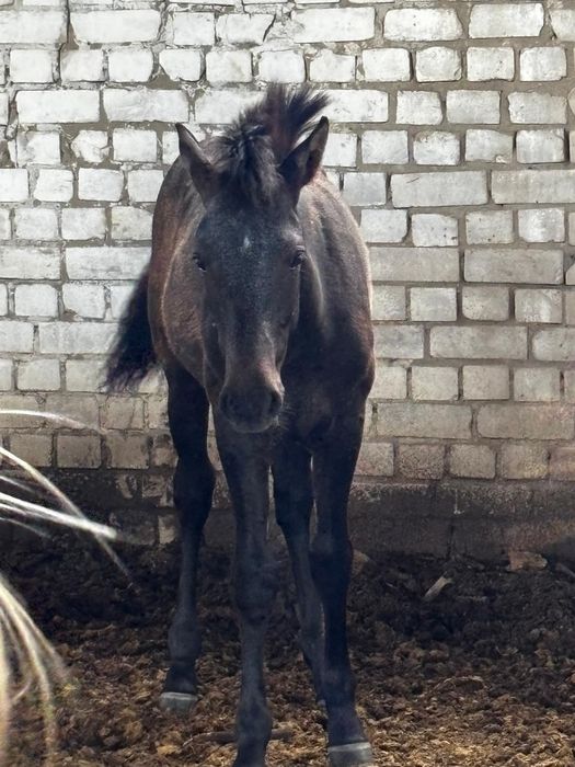 Еркек жабағы сатылады