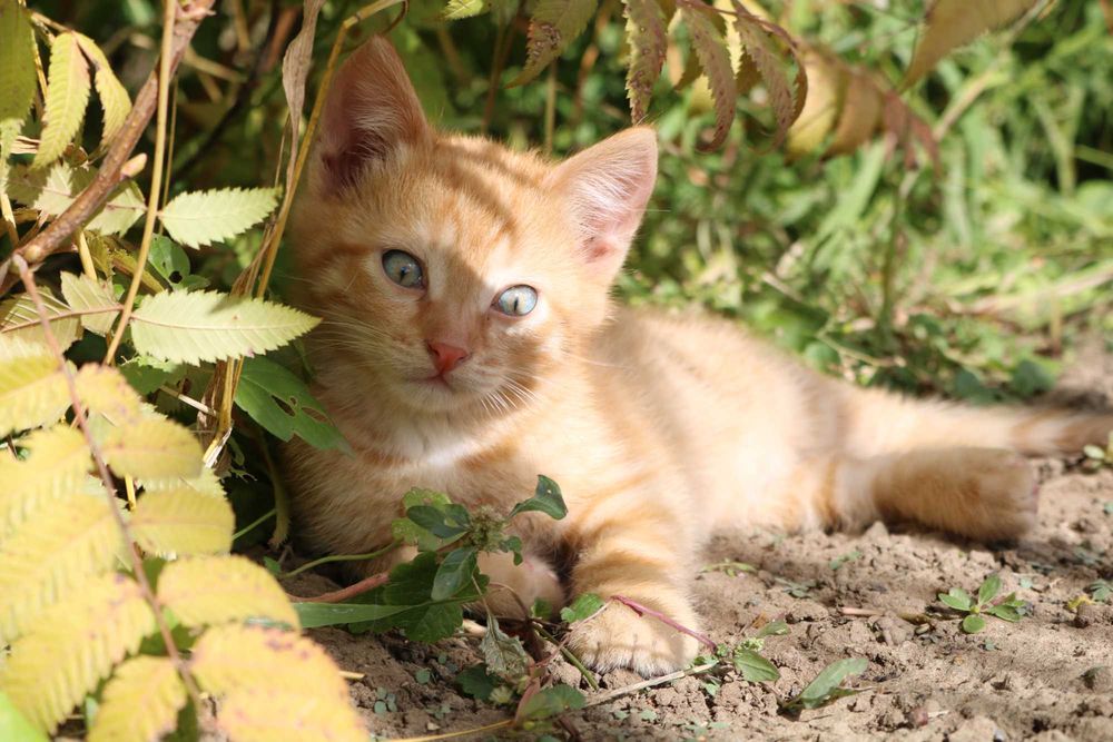 Котенок (мальчик) бесплатно