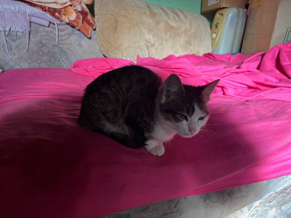 Коiшечка- девочка 4 месяца