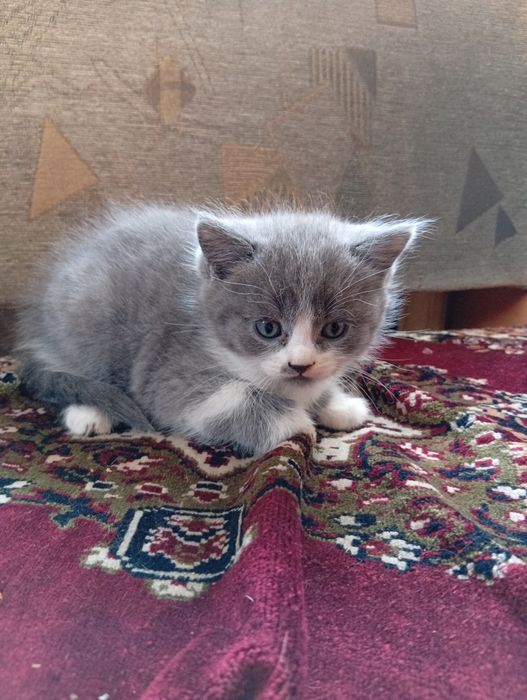 Отдам котят в добрые руки