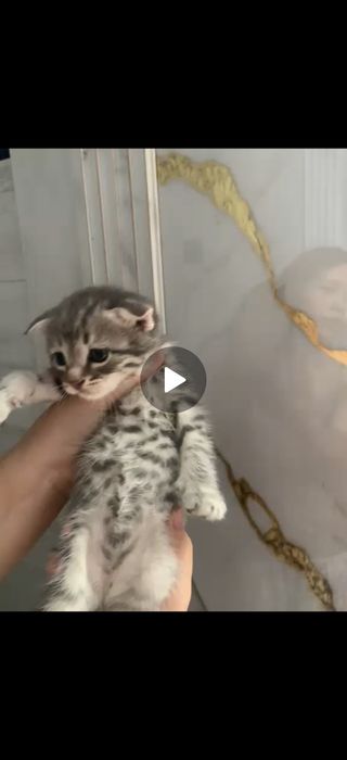 Продам милых котят