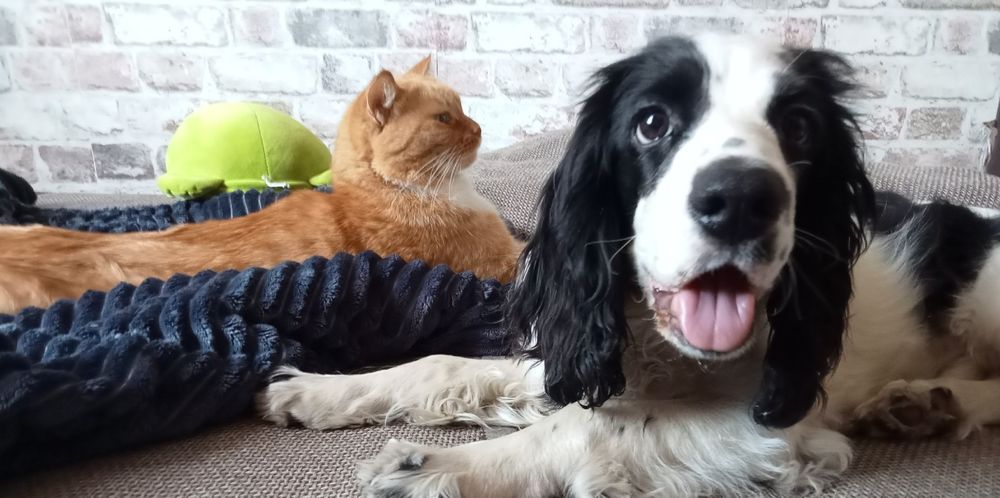 вязка русский спаниель