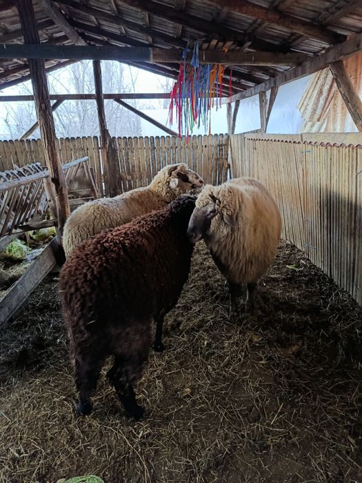 Berbeci de vânzare Buzau