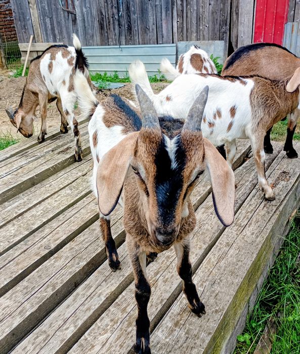 Vând capre iezi și tap
