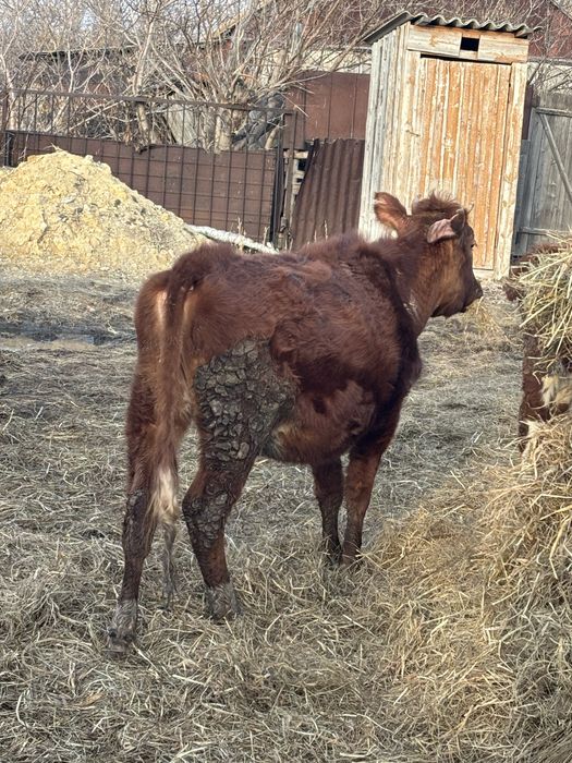 продам телку упитанная