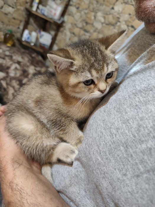 Сребърна чинчила